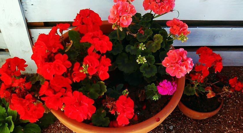 Гостиница Guest House Altair Поповка-19